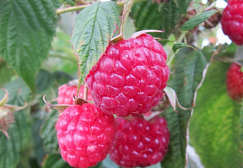 Малина ремонтантная Поляна