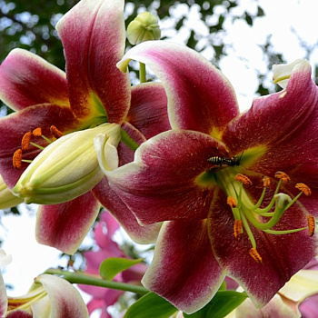 Лилия ОТ-гибрид Мр. Джоб