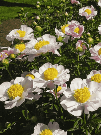 Пион Garden Lace