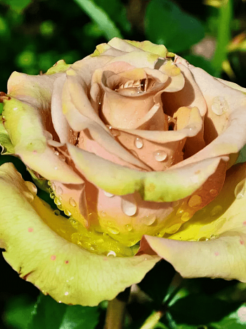 Роза чайно-гибридная Hypnose