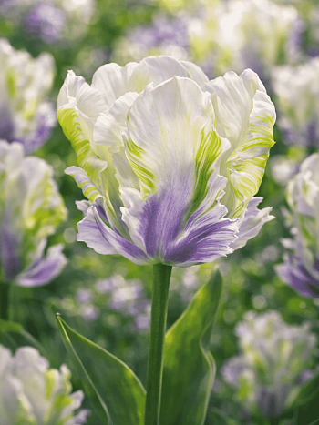 Тюльпан White Lizard 