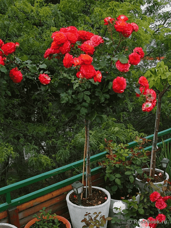 Роза штамбовая Midsummer