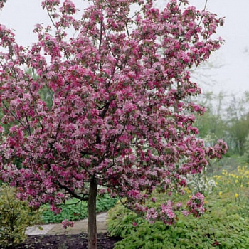 Яблоня декоративная Малиновка