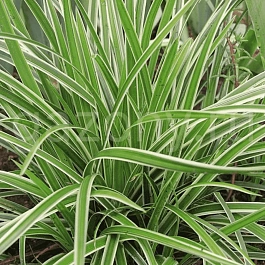 Осока Морроу Ice Dance