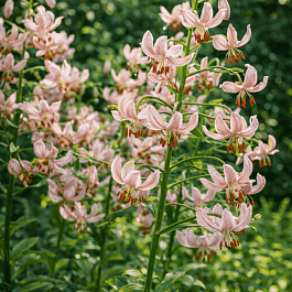 Лилия Pink Morning