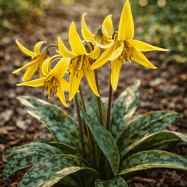 Эритрониум (кандык) Kondo