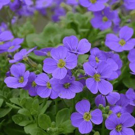 Аубриета Sky Blue