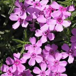 Флокс шиловидный Zwergenteppich