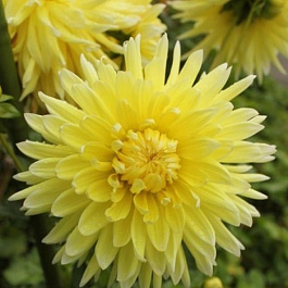 Георгина Декоративная Бильбао