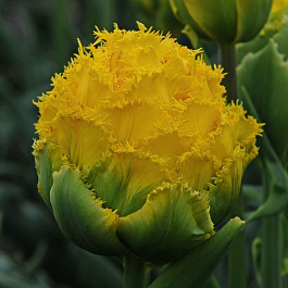 Тюльпан Голден Гейт