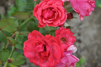 Роза парковая Лихтерло