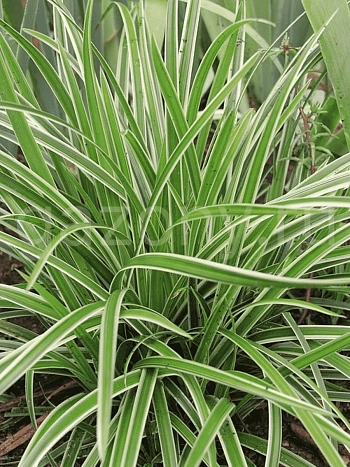 Осока Морроу Ice Dance