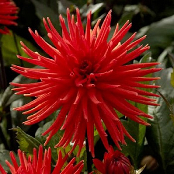 Георгина Кактусовая Сити ов Роттердам