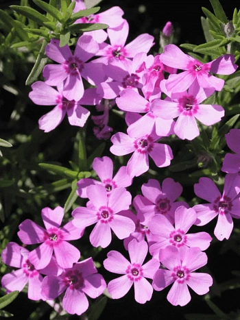 Флокс шиловидный Zwergenteppich