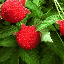 Малина розолистная