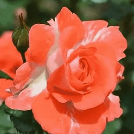 Роза флорибунда Наталья Муравская