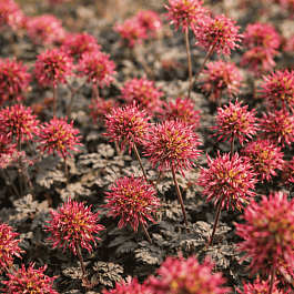 Ацена мелколистная Kupferteppich