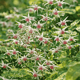 Горянка крупноцветковая Domino