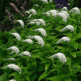 Вербейник ландышевый