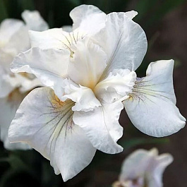 Ирис сибирский Нот Куайт Уайт НАБОР 2ШТ (1+1)