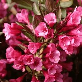 Вейгела гибридная Alexandra