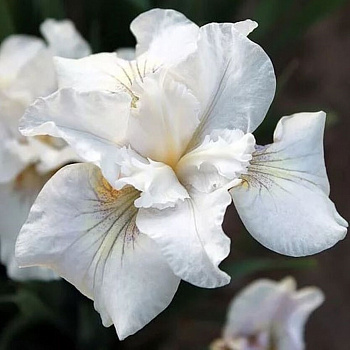 Ирис сибирский Нот Куайт Уайт НАБОР 2ШТ (1+1)