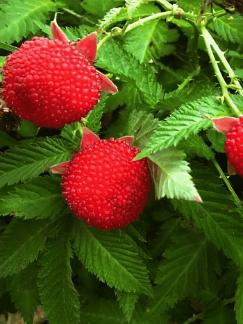 Малина розолистная