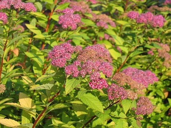 Спирея японская Pink and Gold