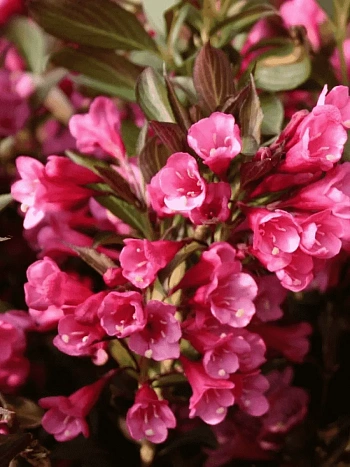 Вейгела гибридная Alexandra