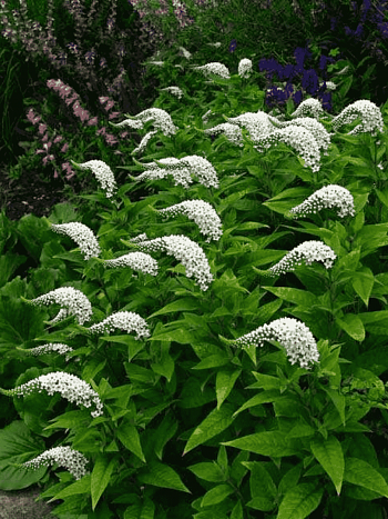 Вербейник ландышевый