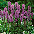 Лиатрис колосковый Лиатрис колосковый