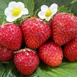 Земляника садовая Говоровская