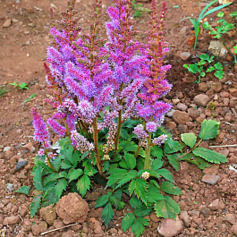 Астильба китайская Пумила НАБОР 2ШТ (1+1)