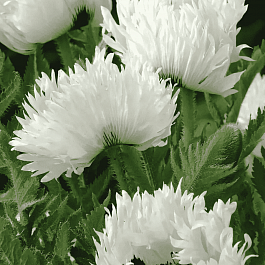 Мак восточный White Ruffles
