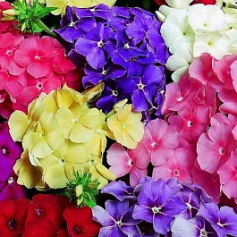 Флокс метельчатый Mix