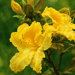 Азалия Limetta