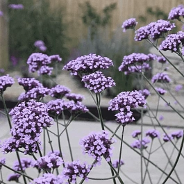 Вербена буэнос-айресская Violet Blue