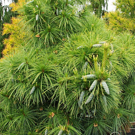 Сосна Шверина Витхорст