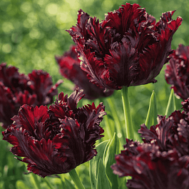 Тюльпан попугайный Black Parrot