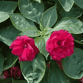 Бальзамин Уоллера Fiesta Bonita Burgundy