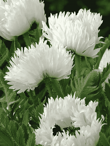 Мак восточный White Ruffles