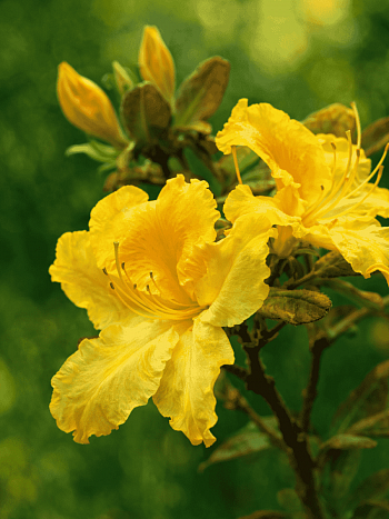 Азалия Limetta