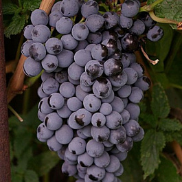 Виноград плодовый Памяти Домбковской