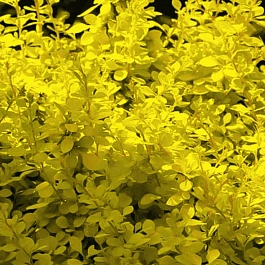 Барбарис Тунберга Aurea nana