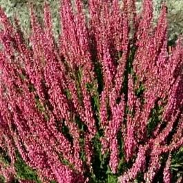 Вереск обыкновенный Loki