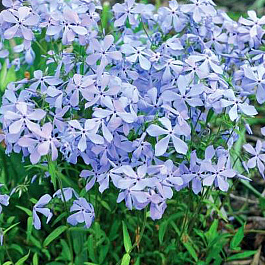 Флокс растопыренный Клаудз ов Перфюм Флокс растопыренный Клаудз ов Перфюм