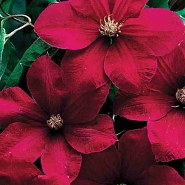 Клематис Rouge cardinal