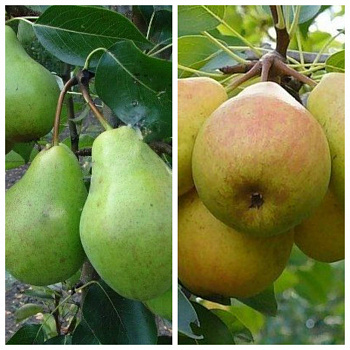Дерево-сад (2-3х летка) груша 2 сорта Феерия-Просто Мария