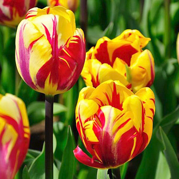 Тюльпан Триумф Эль Сид