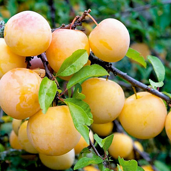 Слива Светлячок